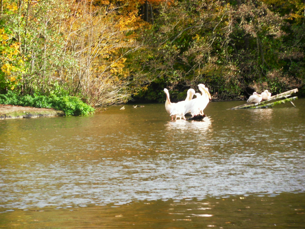 eastern white pelicans
