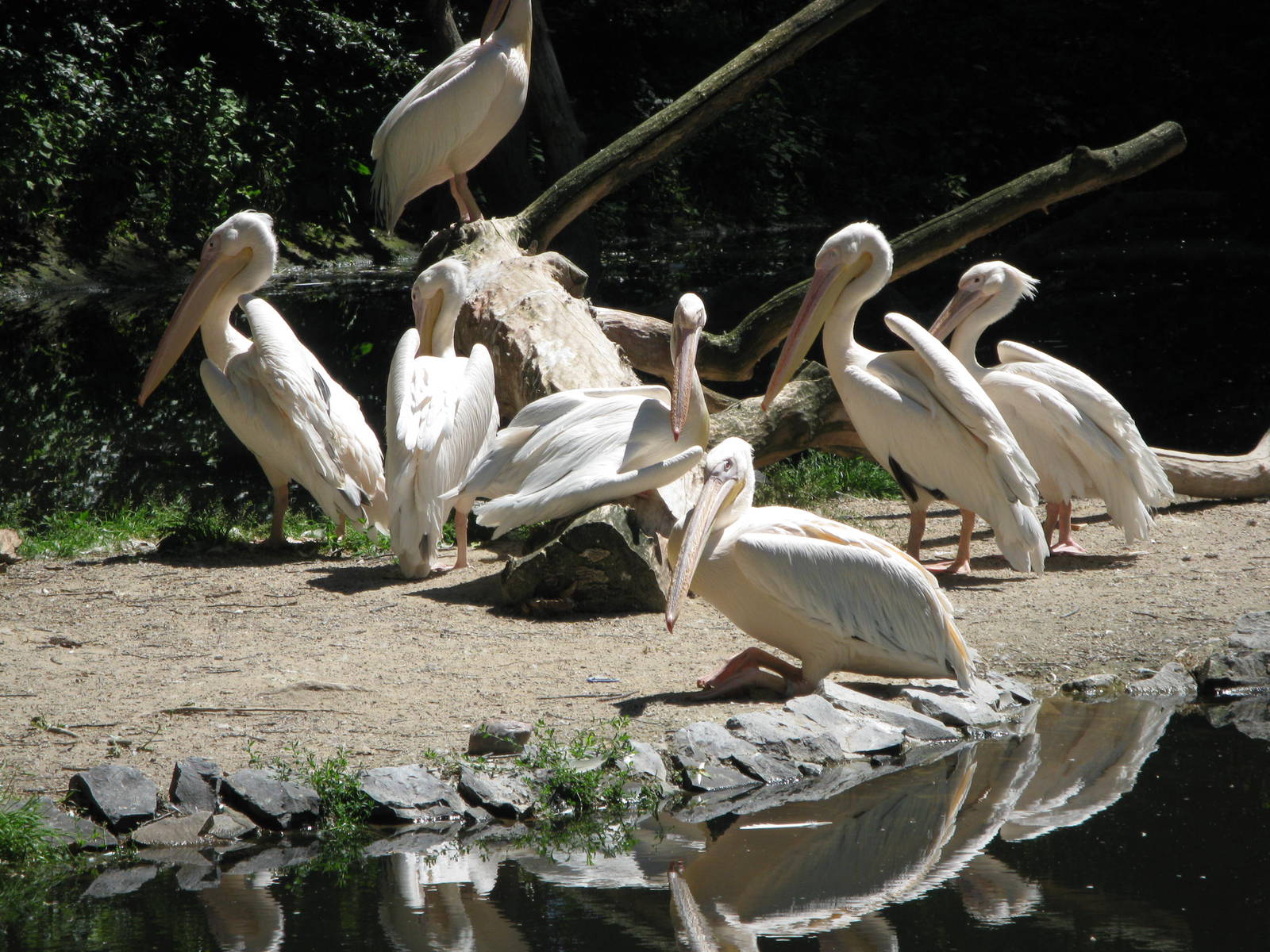Eastern White Pelicans