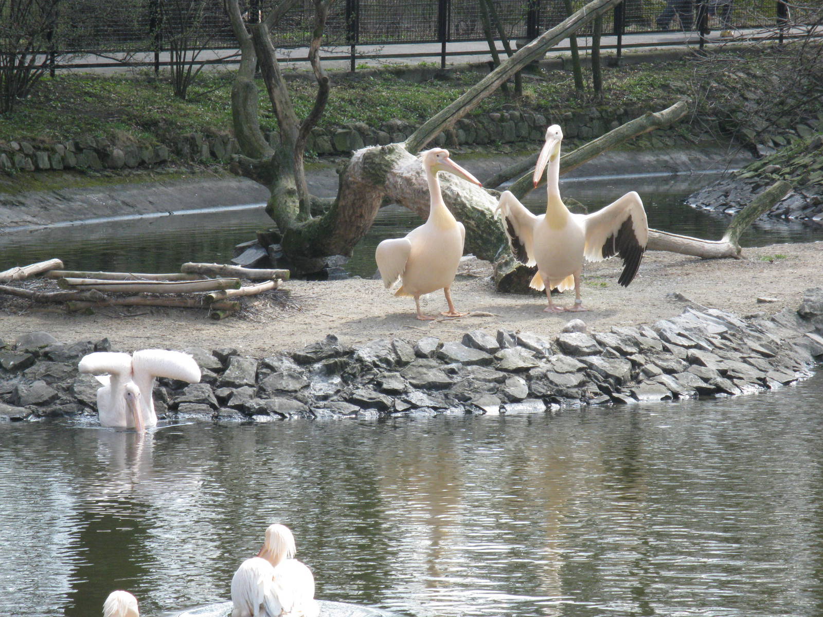 Eastern White Pelicans