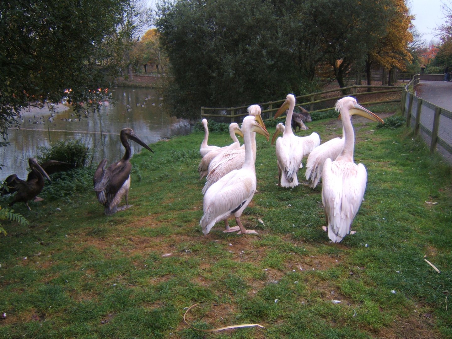 Eastern White Pelicans