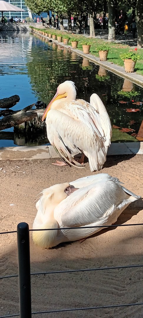 Eastern white Pelicans