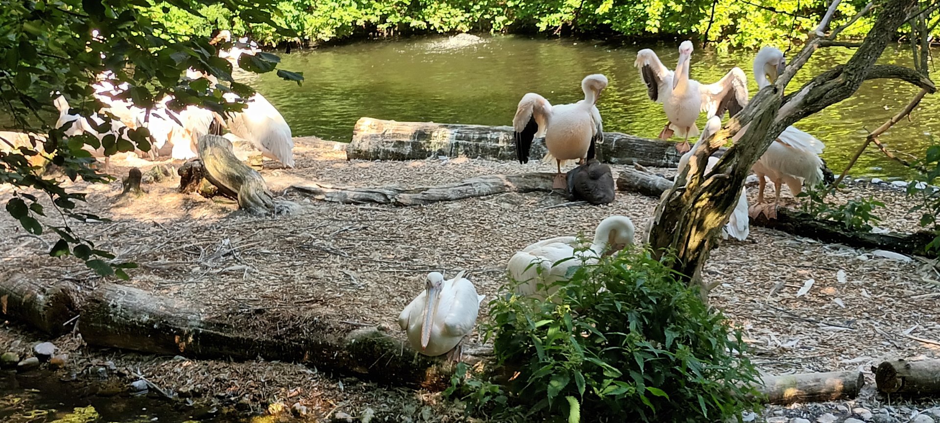 Eastern white Pelicans
