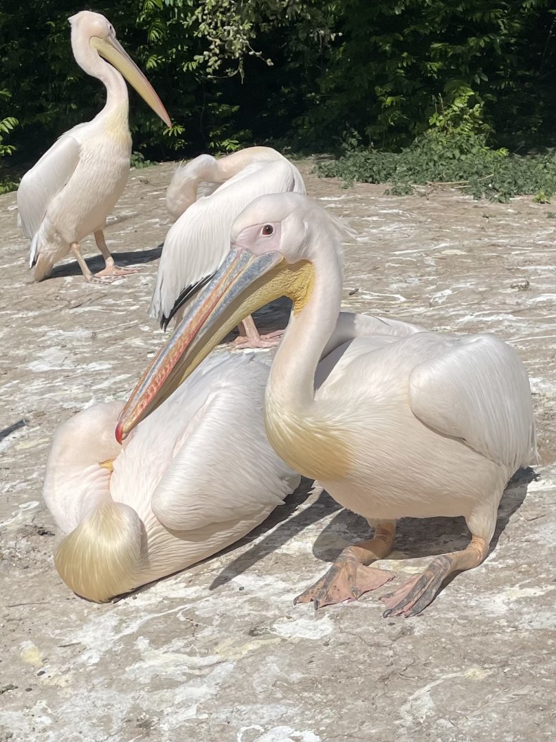Eastern White Pelican’s