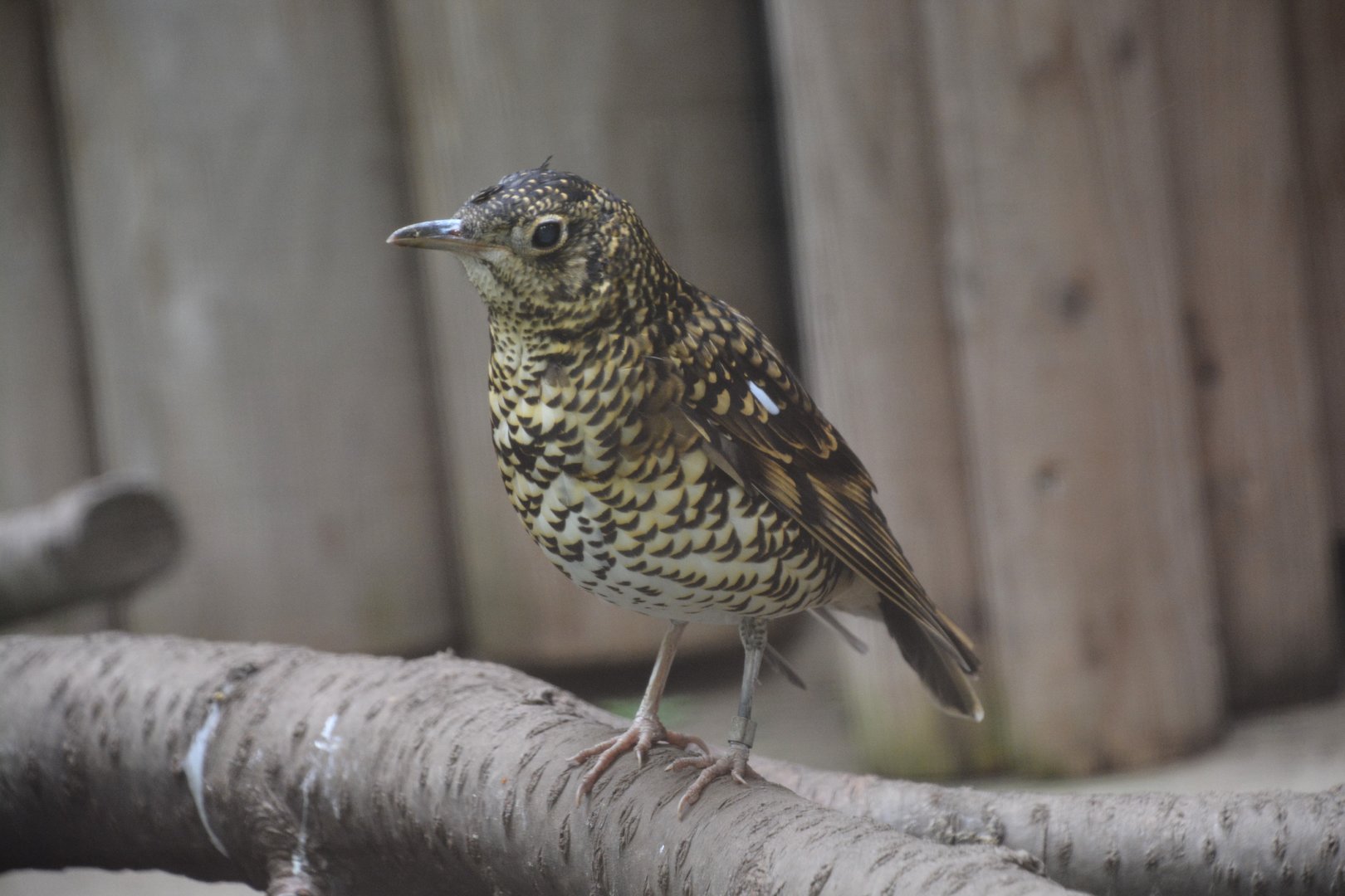Eastern white's thrush (Zoothera aurea toratugumi)