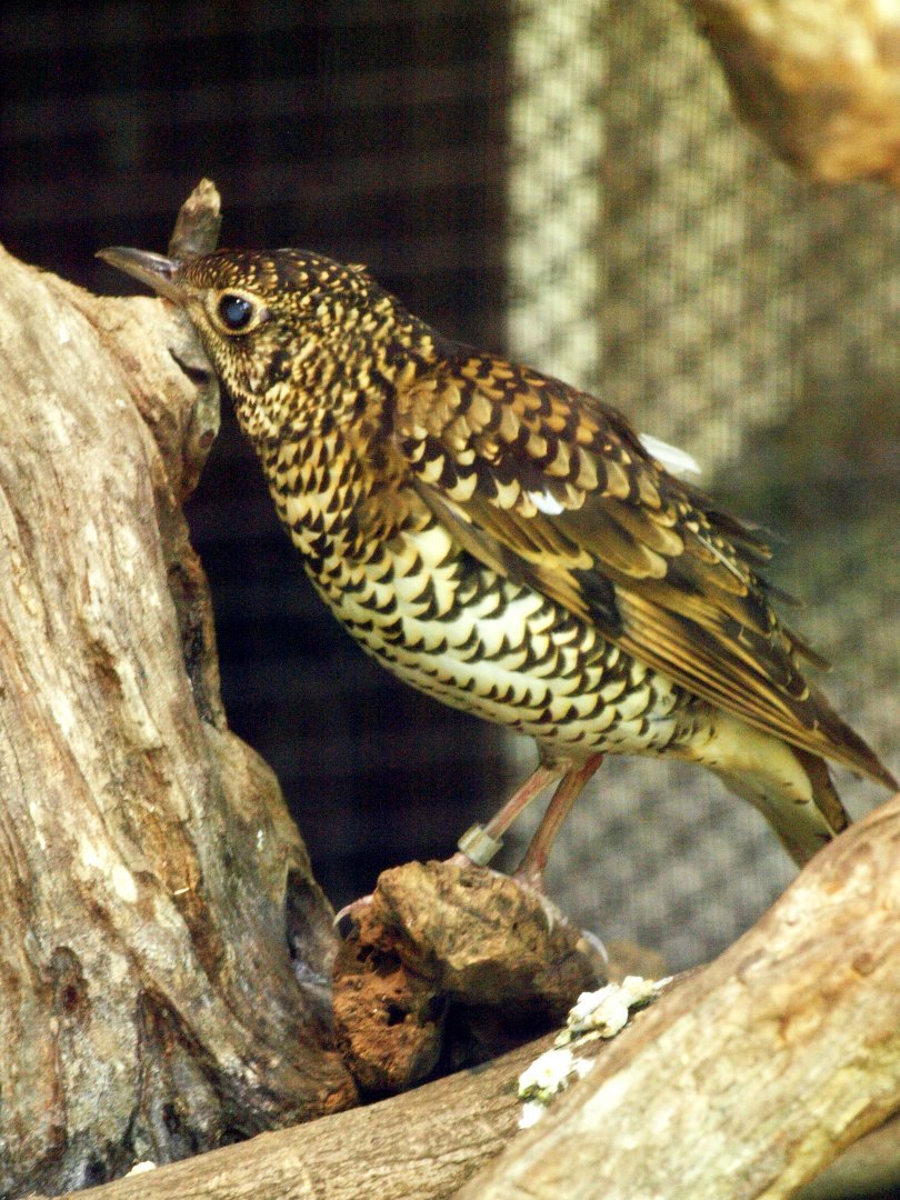 Eastern white's thrush