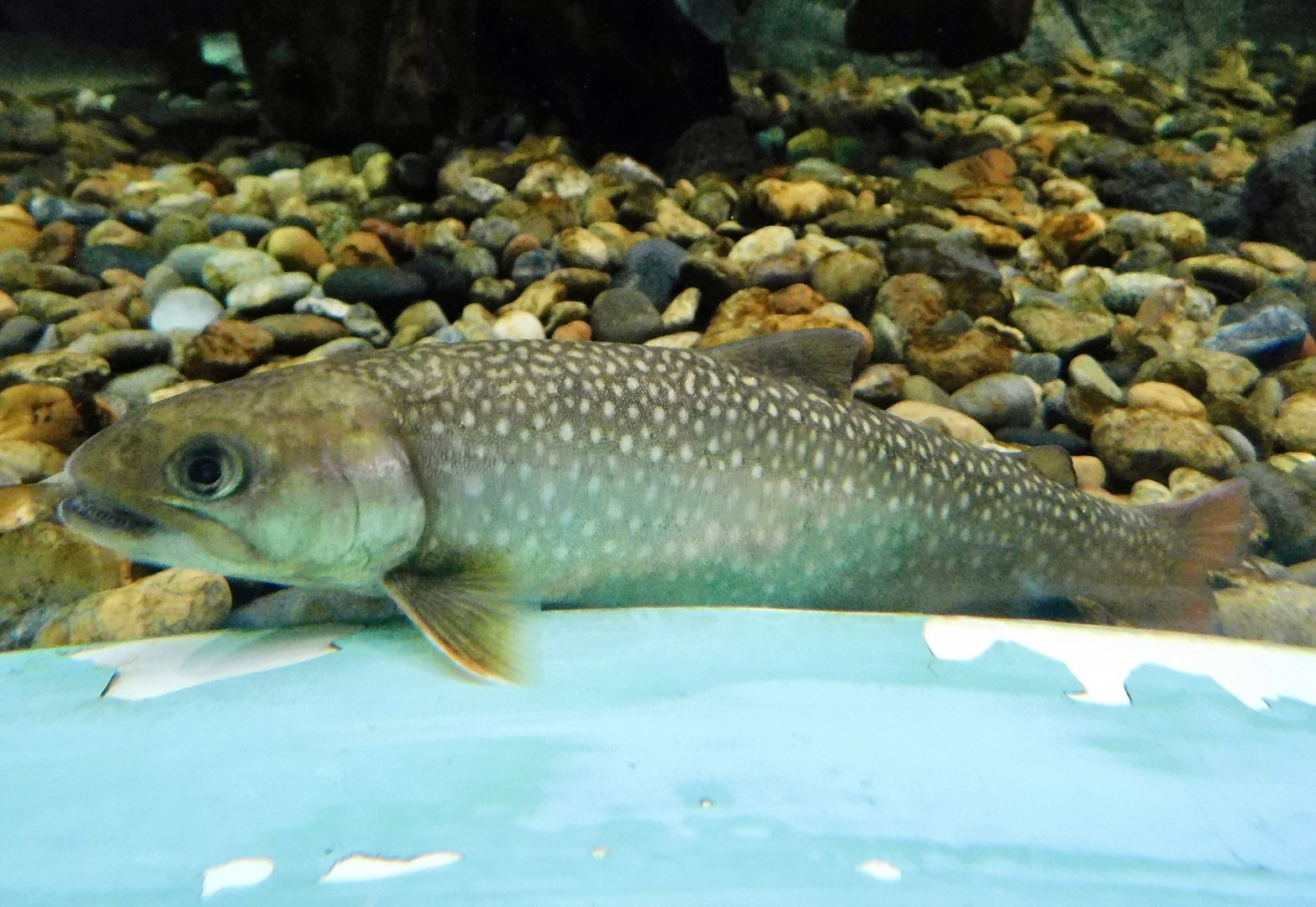 Eastern Whitespotted Char (Salvelinus leucomaenis pluvius) October 26, 2025