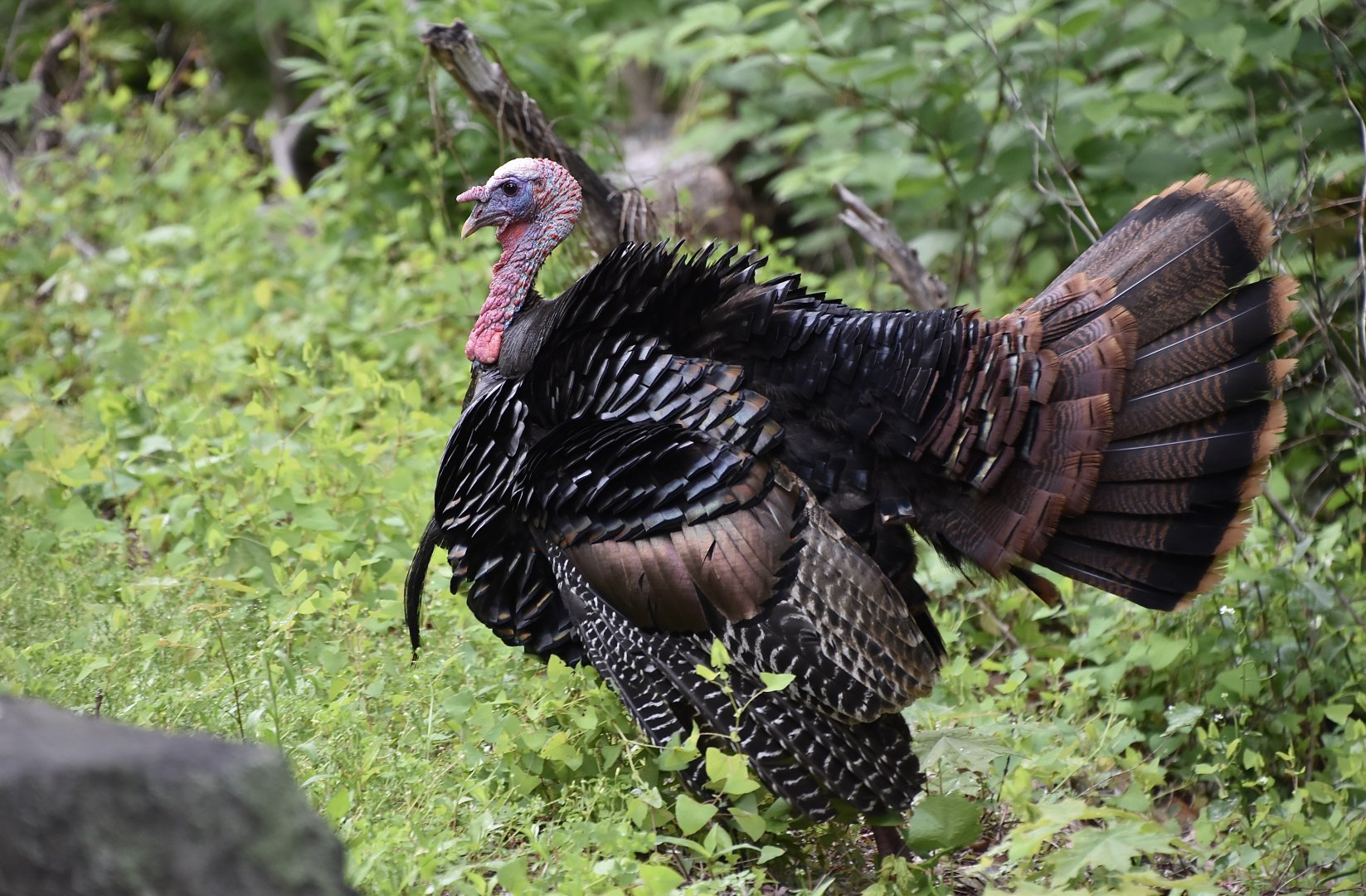 Eastern Wild Turkey (Meleagris gallopavo silvestris) male