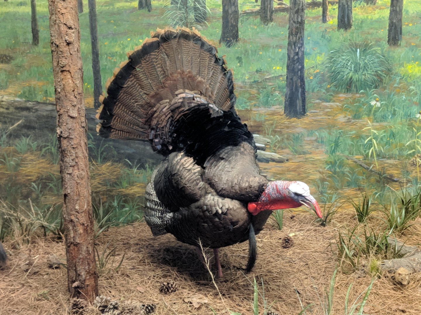 Eastern wild turkey (Meleagris gallopavo silvestris)