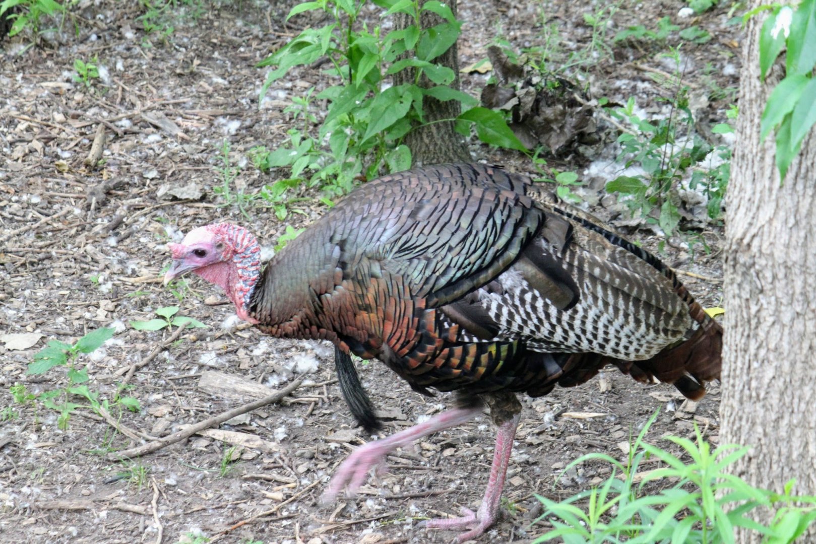 Eastern Wild Turkey