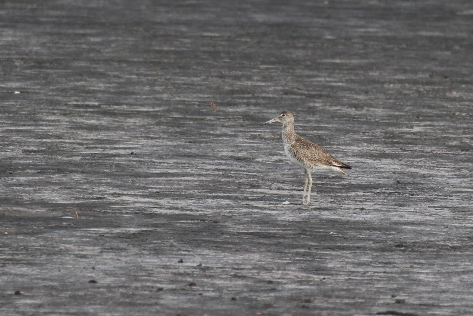 Eastern Willet