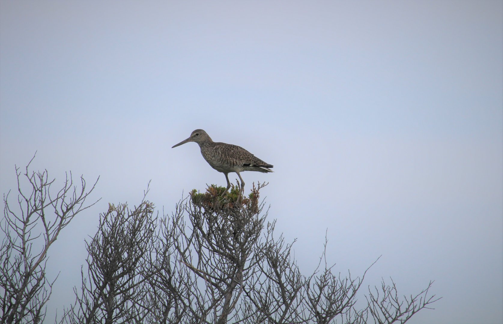 Eastern Willet