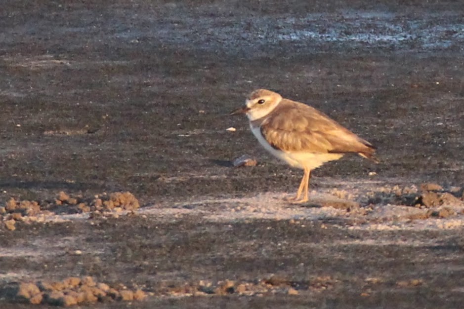 Eastern Wilson's Plover