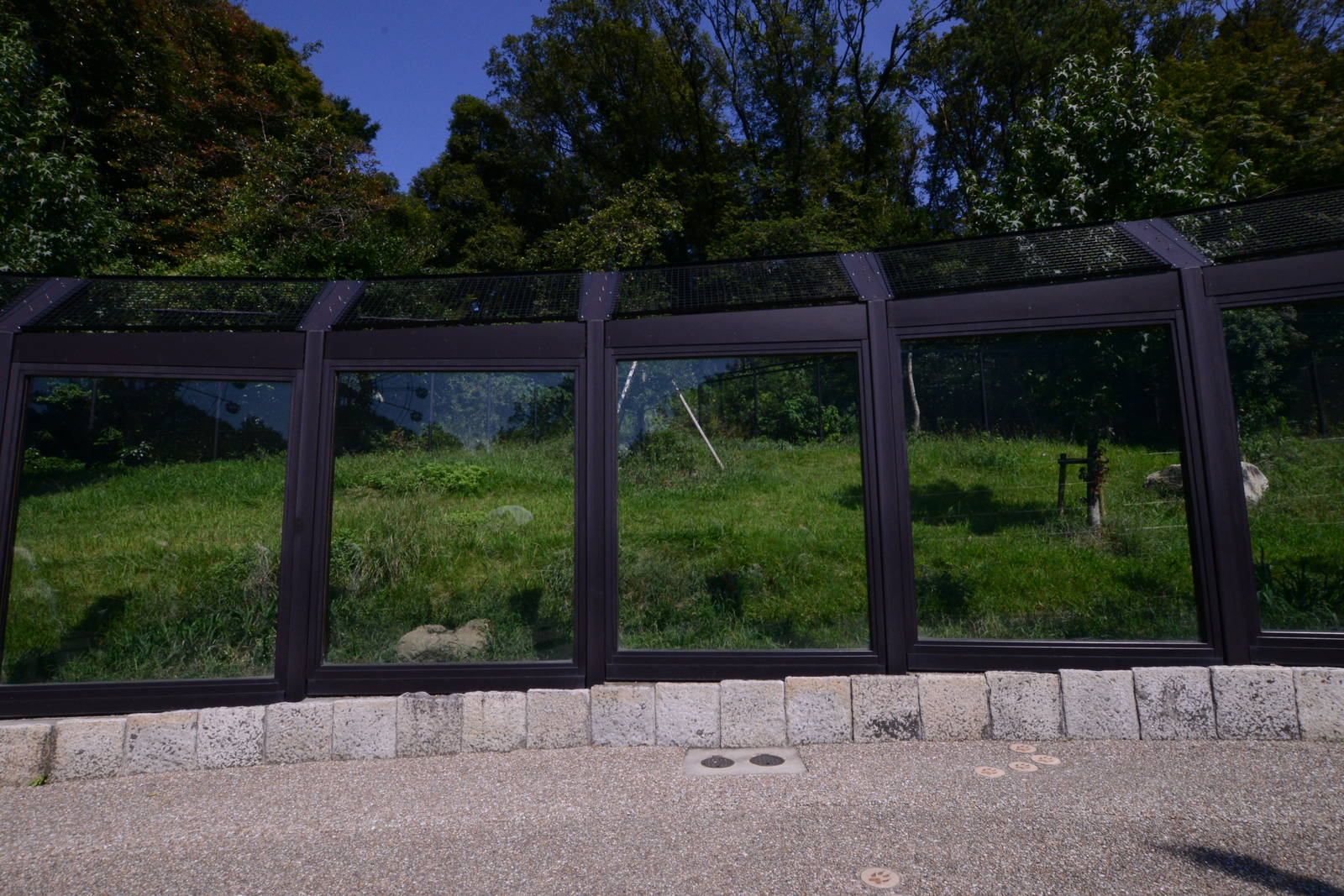 Eastern wolf exhibit