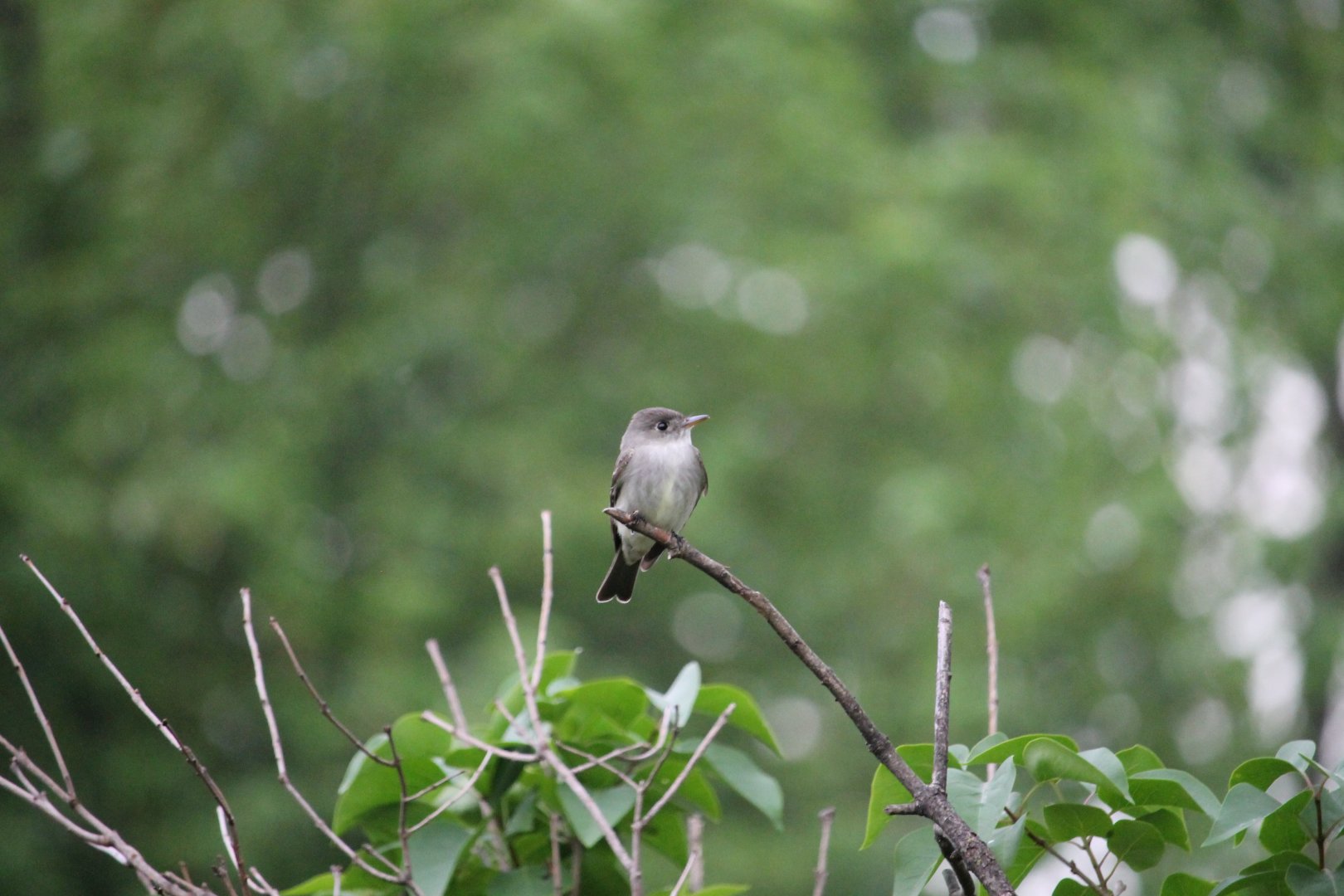 Eastern Wood-Pewee (Contopus virens)