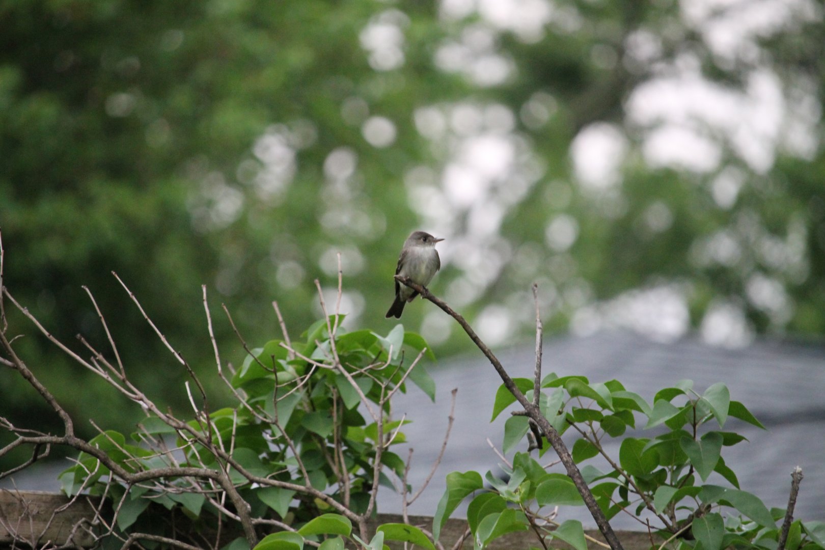 Eastern Wood-Pewee (Contopus virens)