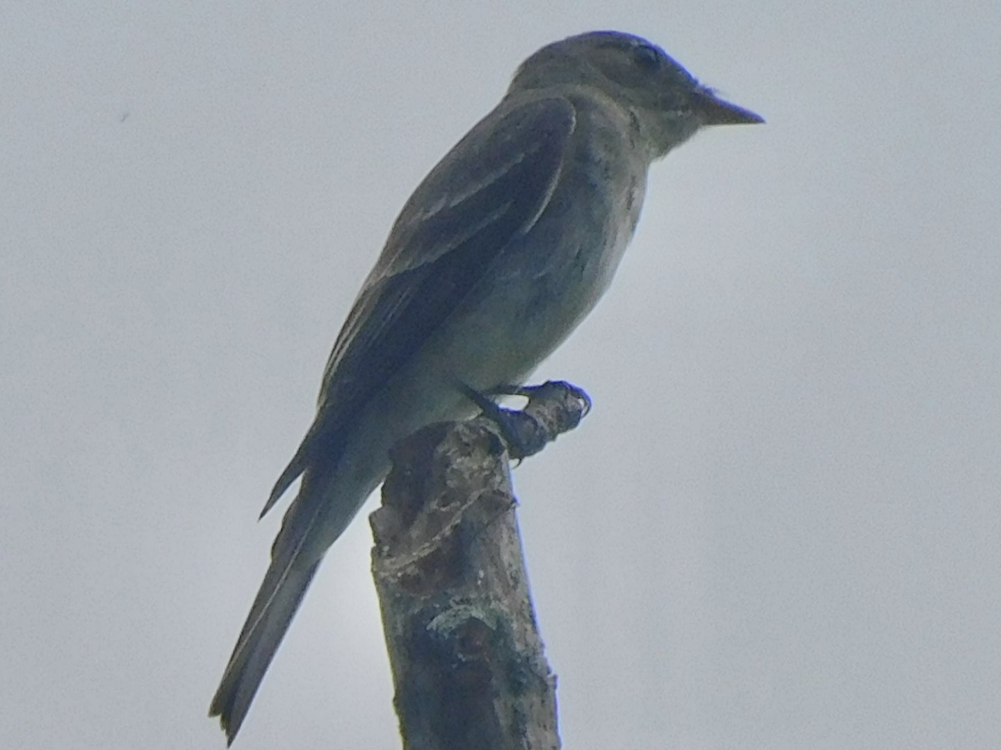 eastern wood pewee