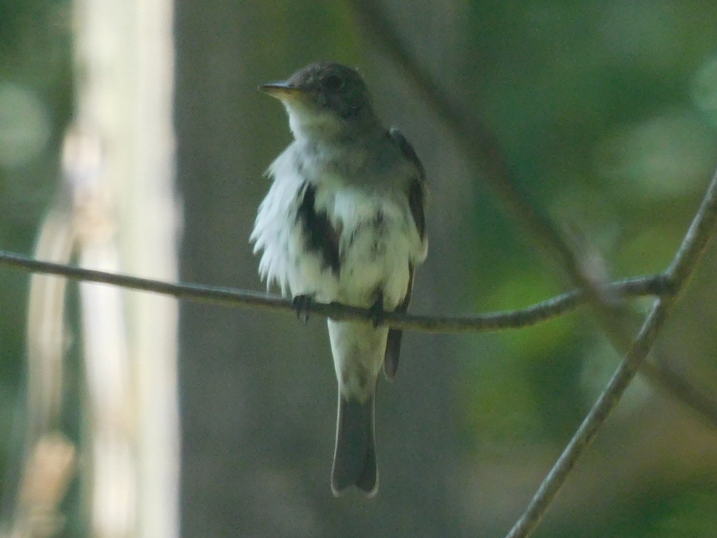 Eastern wood pewee