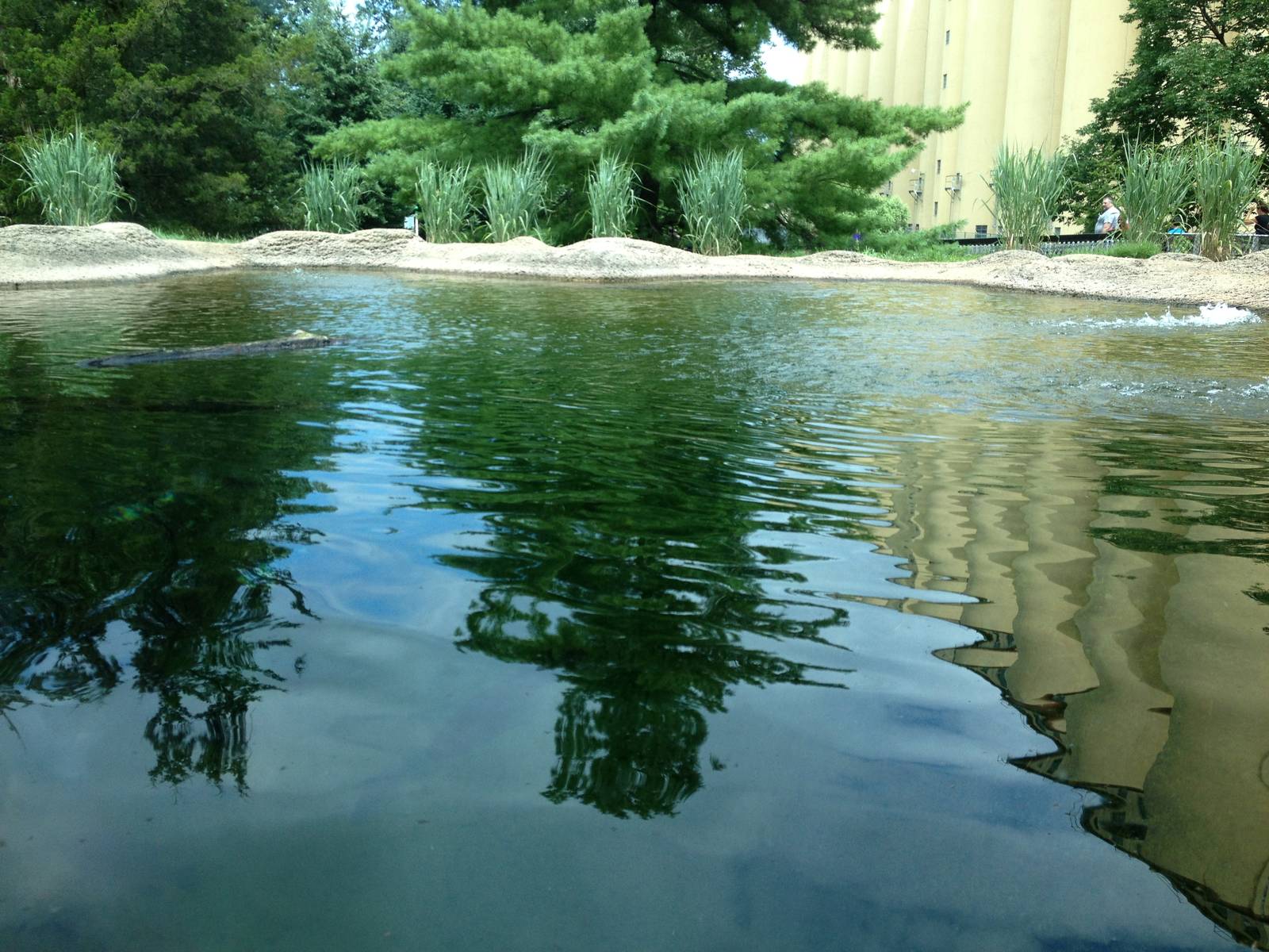 Eastern Woodlands- Black Bear Pool