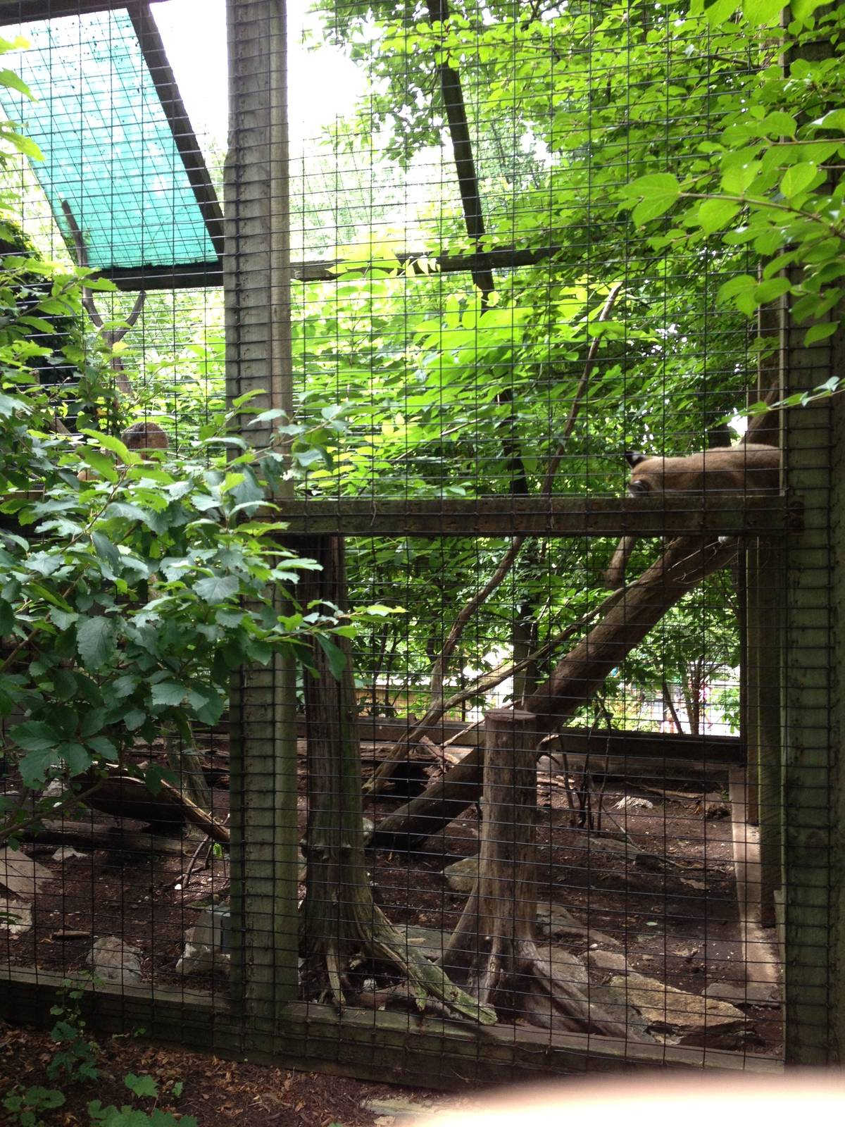 Eastern Woodlands- Bobcat Exhibit