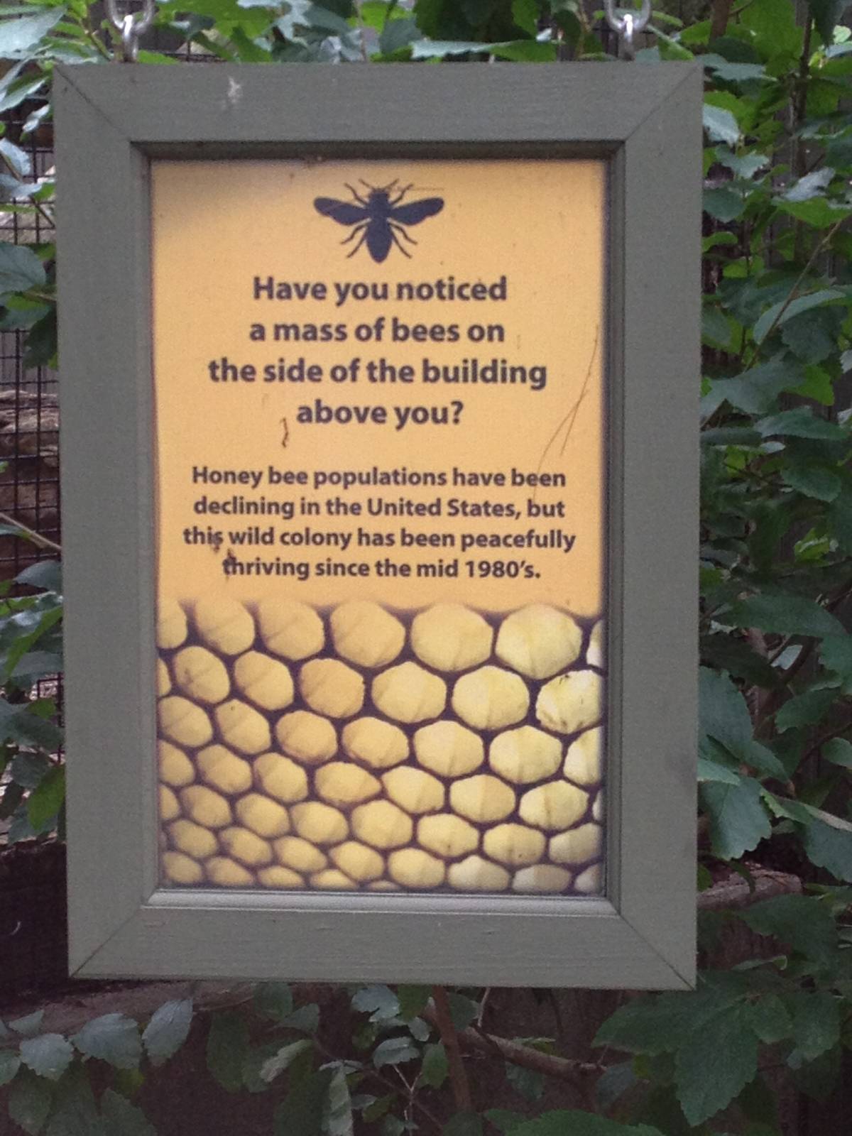 Eastern Woodlands- Honeybee Sign