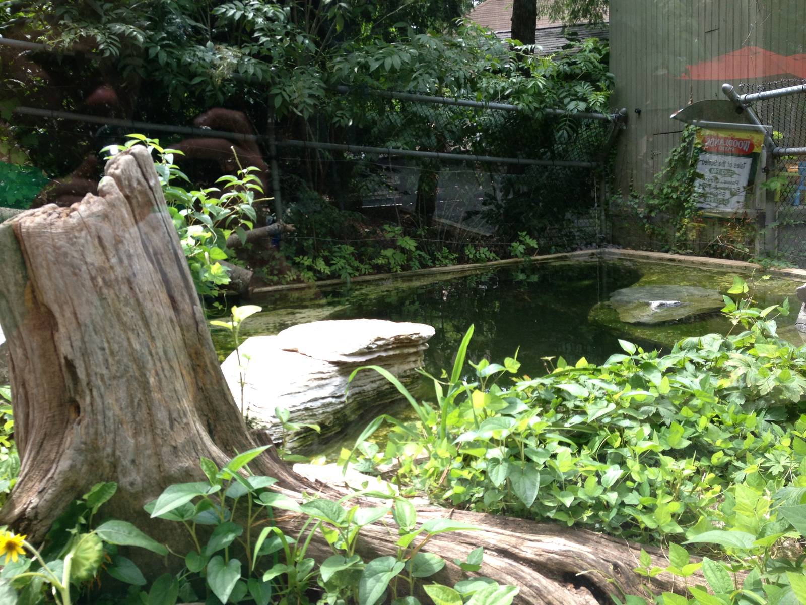 Eastern Woodlands- River Otter Exhibit