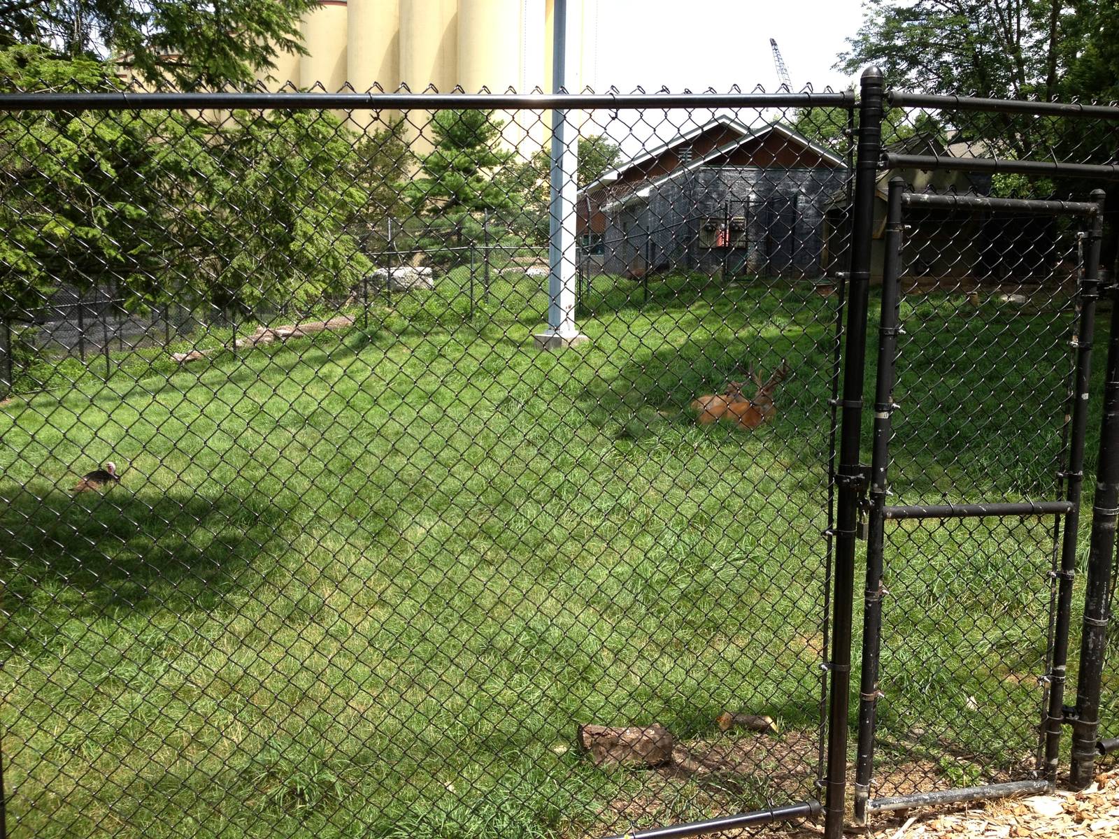 Eastern Woodlands- White-Tailed Deer/Wild Turkey Exhibit