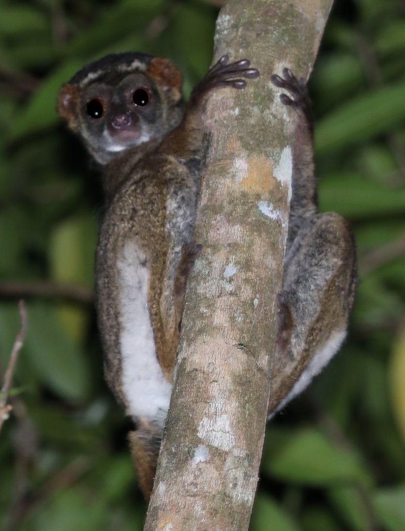 eastern woolly lemur (Avahi laniger)