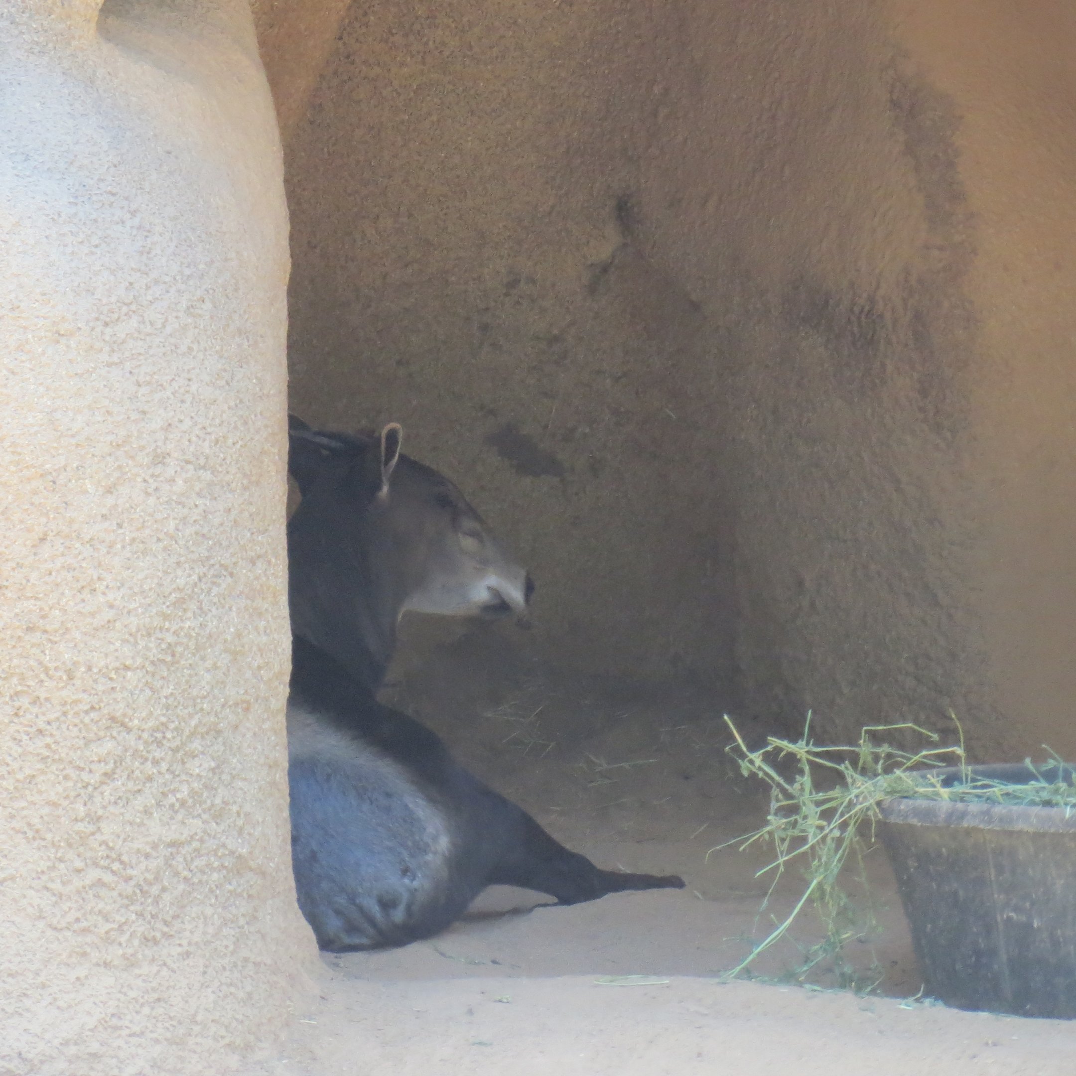 Eastern Yellow-Backed Duiker