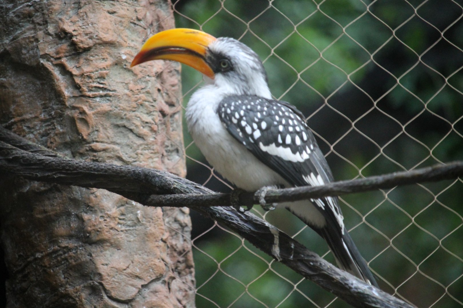 Eastern Yellow Bill Hornbill (Tockus flavirostris)