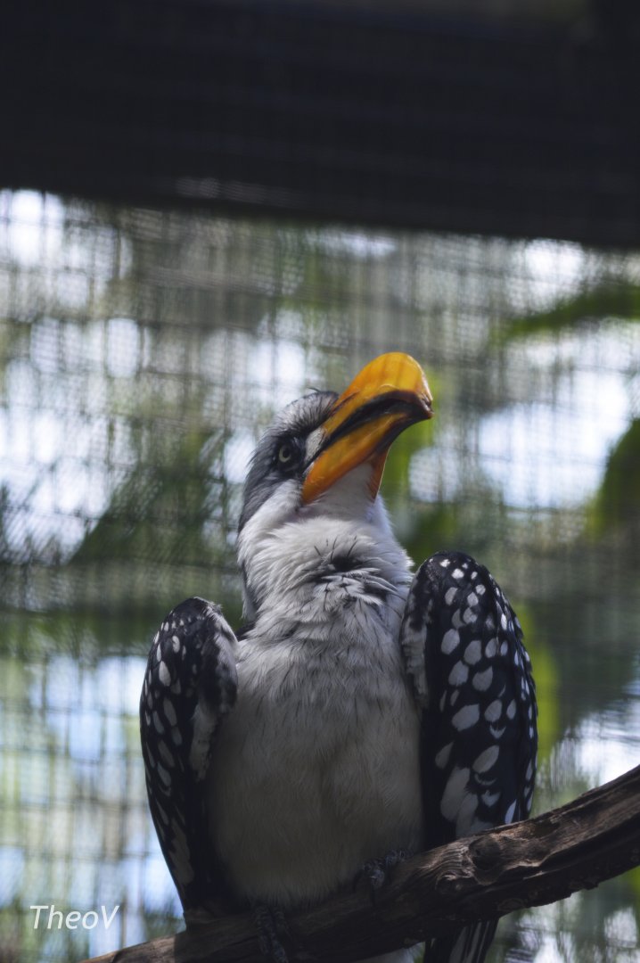 Eastern yellow-billed hornbill [2017]