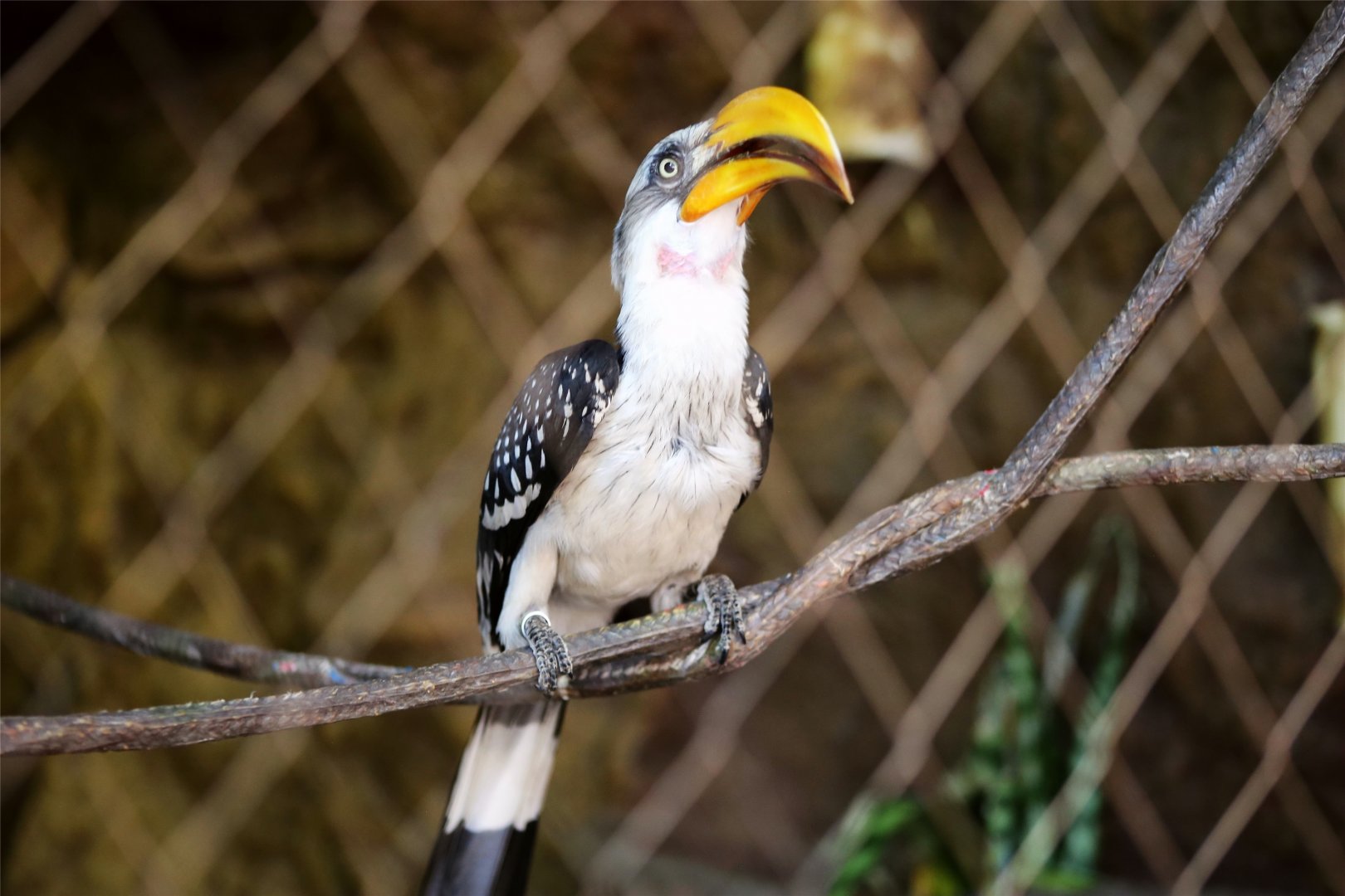 Eastern yellow-billed hornbill (Tockus flavirostris)