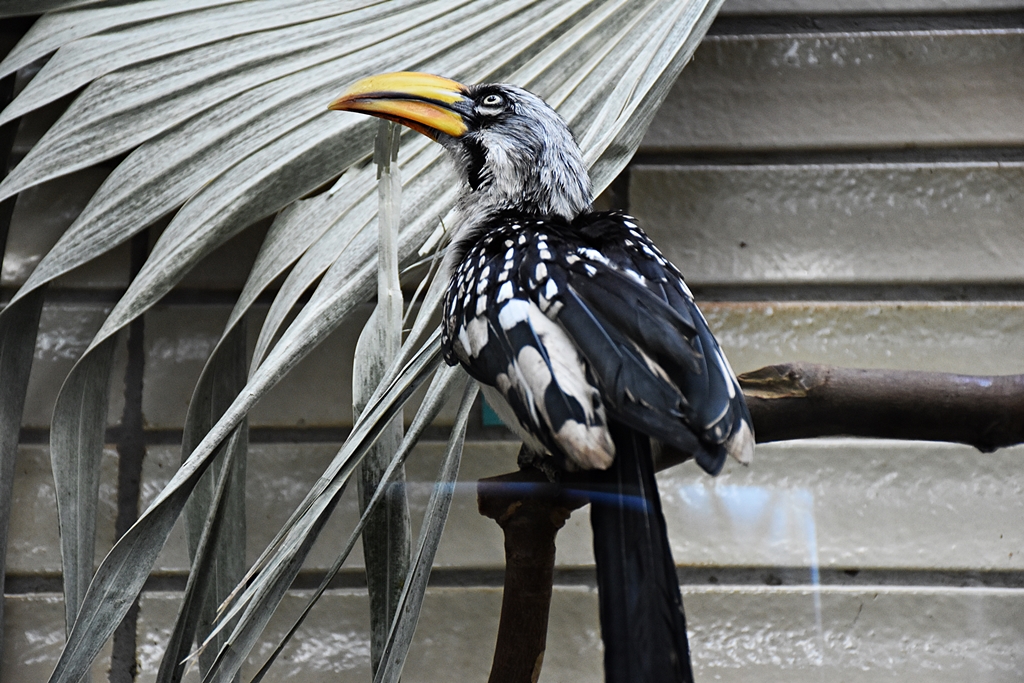 Eastern yellow-billed hornbill