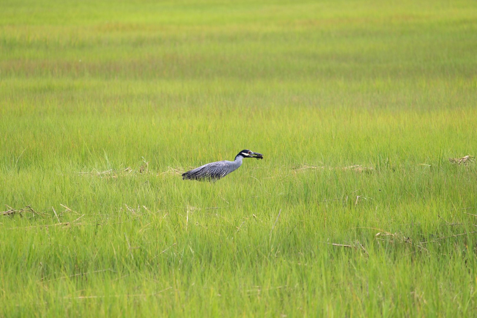 Eastern Yellow-crowned Night-Heron with Fiddler Crab