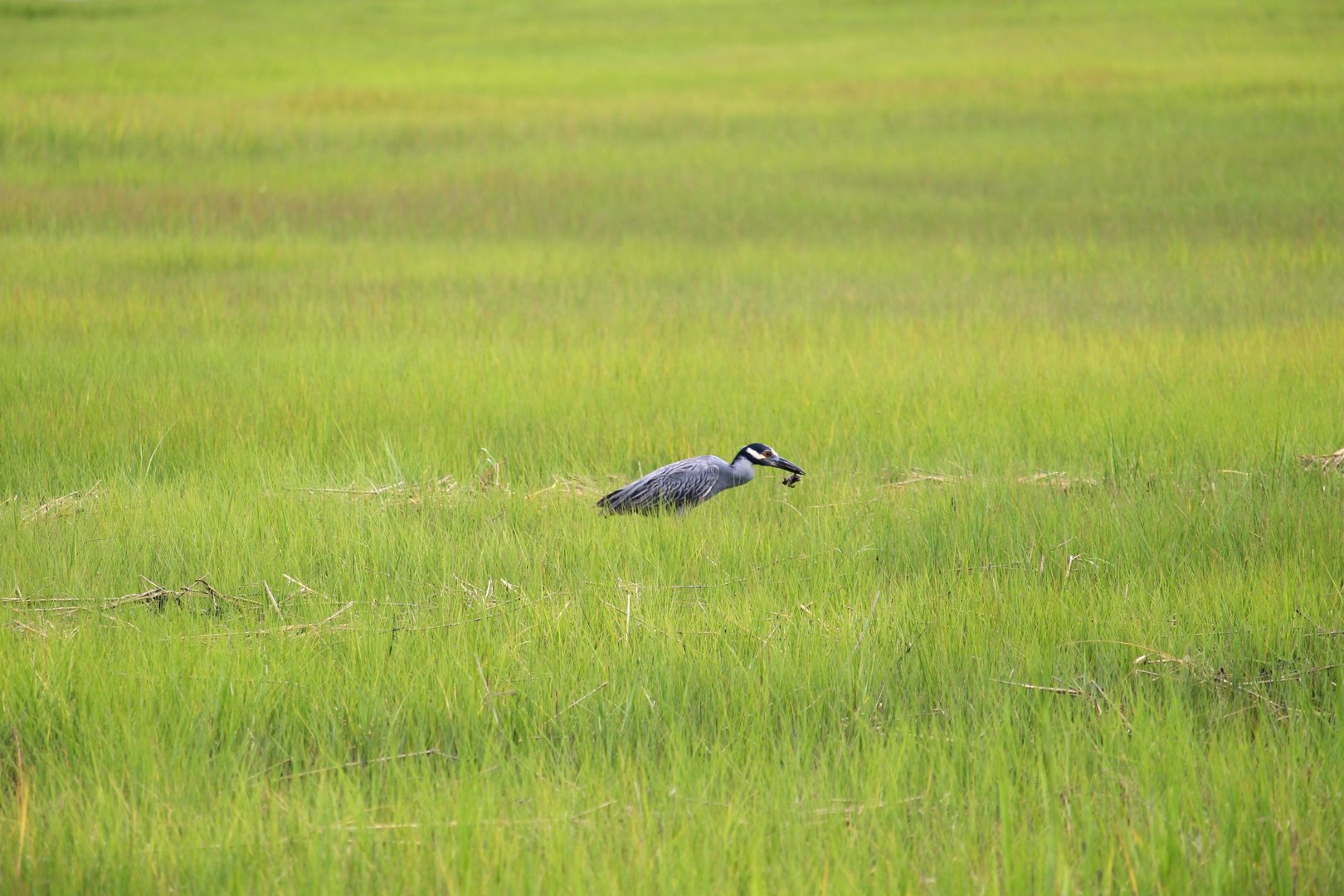 Eastern Yellow-crowned Night-Heron with Fiddler Crab