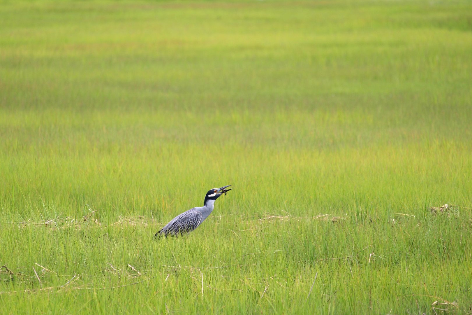 Eastern Yellow-crowned Night-Heron with Fiddler Crab
