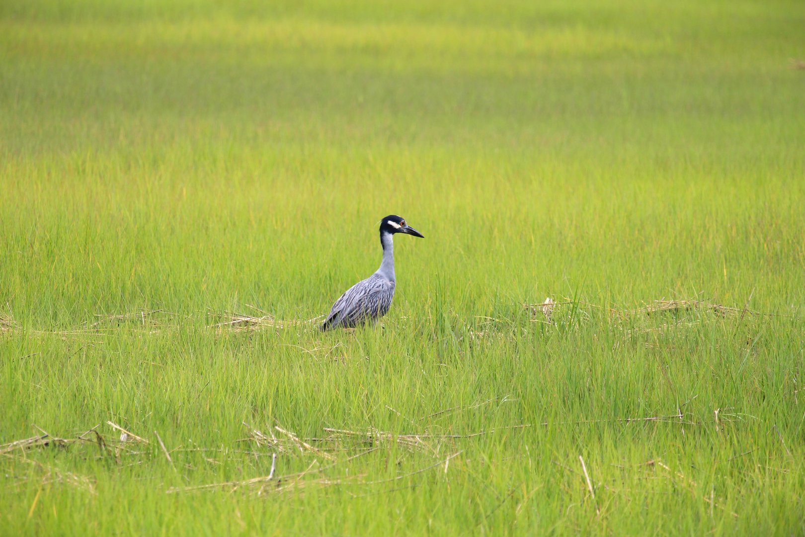 Eastern Yellow-crowned Night-Heron