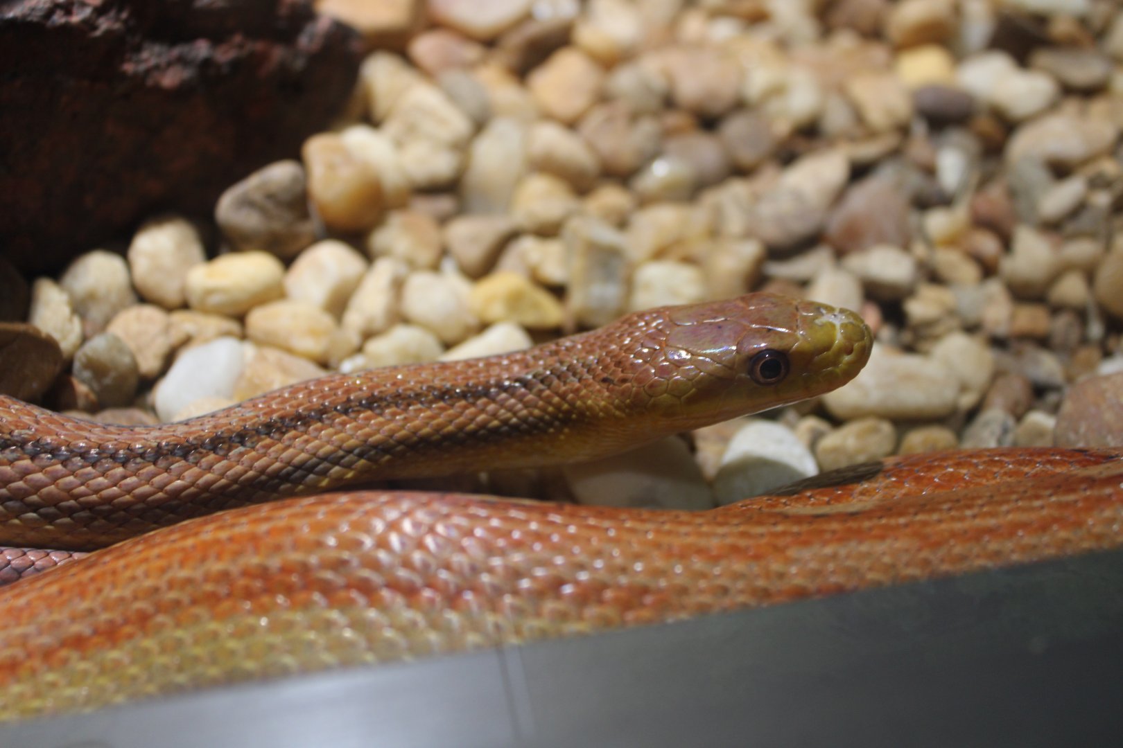 Eastern / Yellow Rat Snake (P. quadrivittatus)