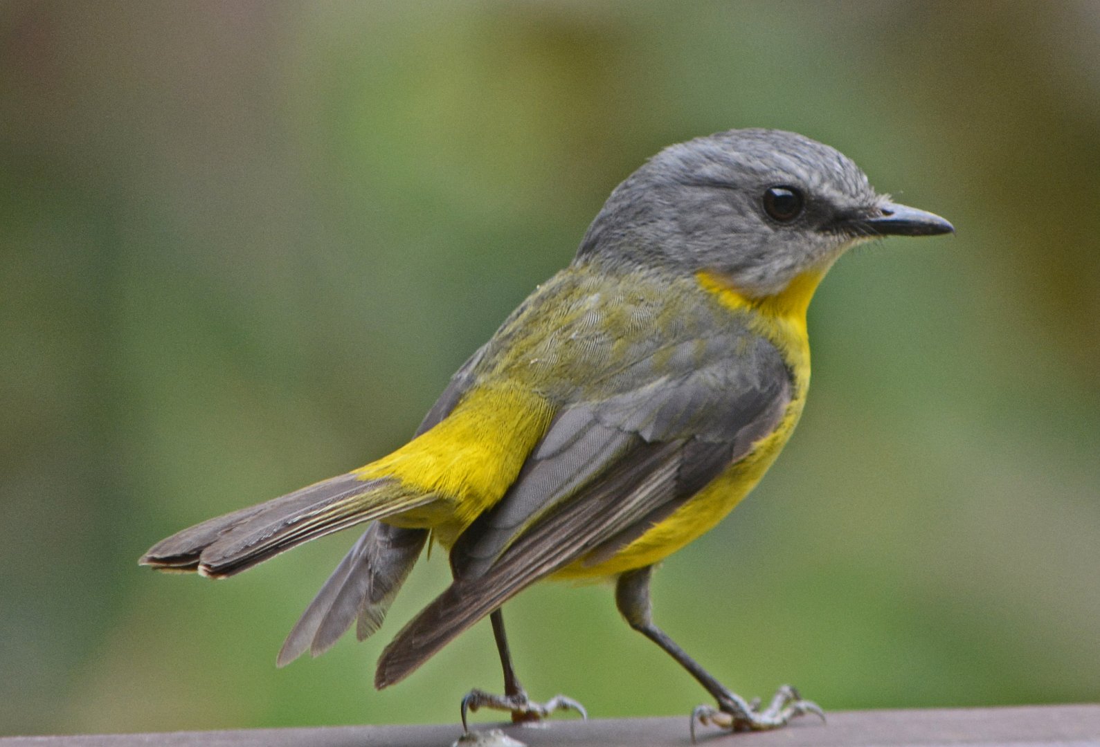 Eastern yellow robin 2