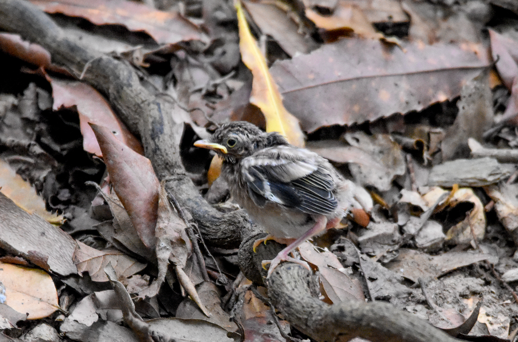 Eastern Yellow Robin chick
