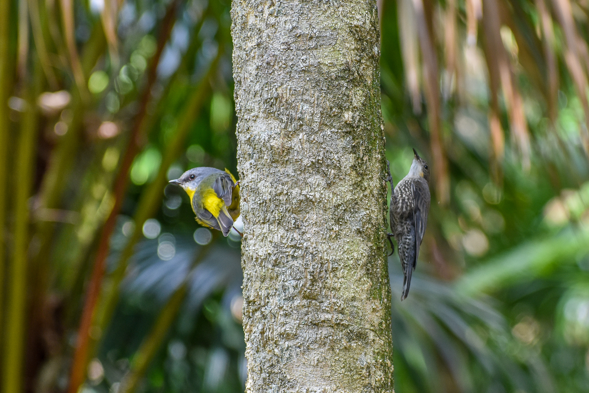 Eastern Yellow Robin (Eopsaltria australis) and White-throated Treecreeper (Cormobates leucophaea)