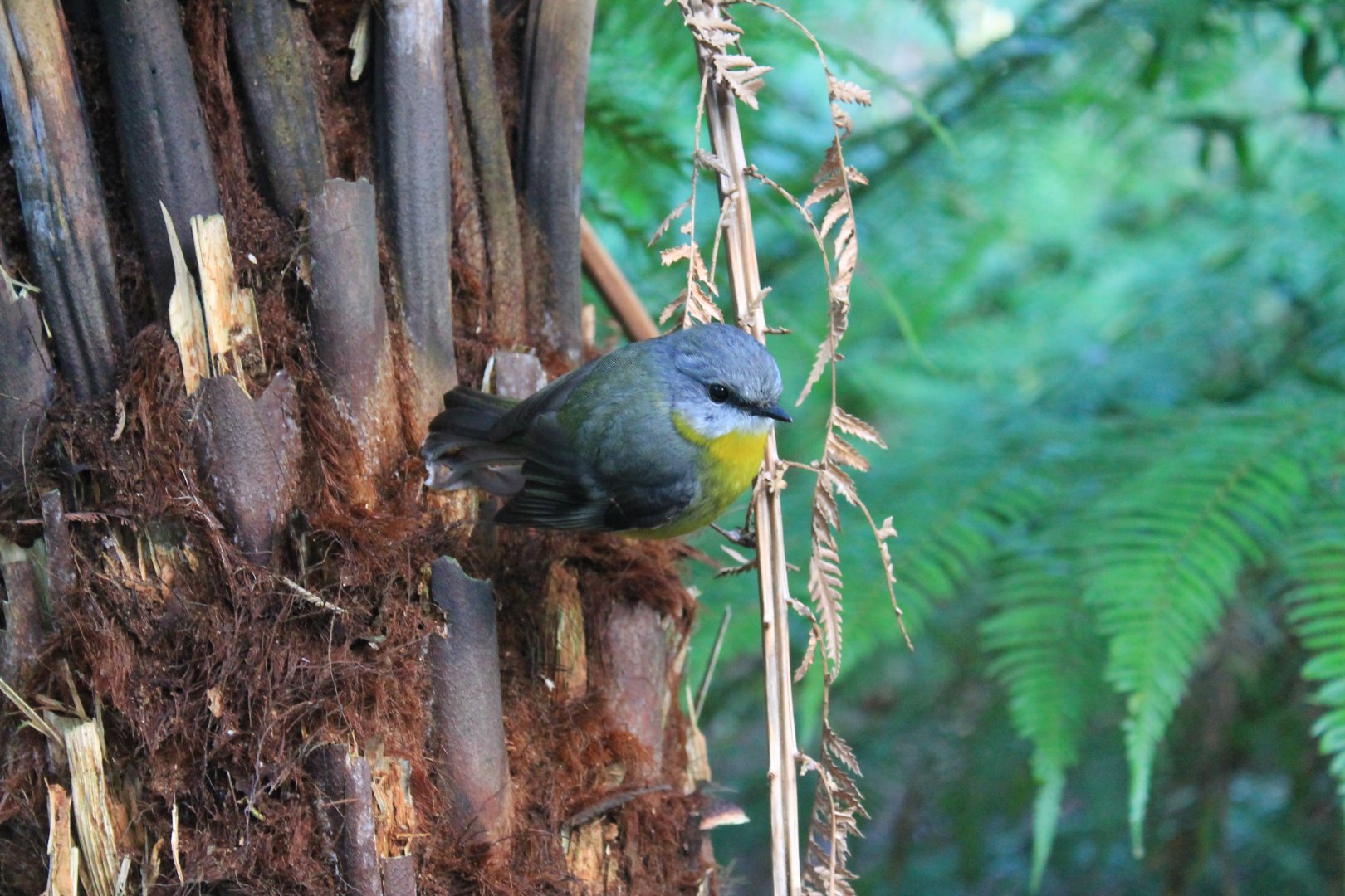 Eastern Yellow Robin (Eopsaltria australis)