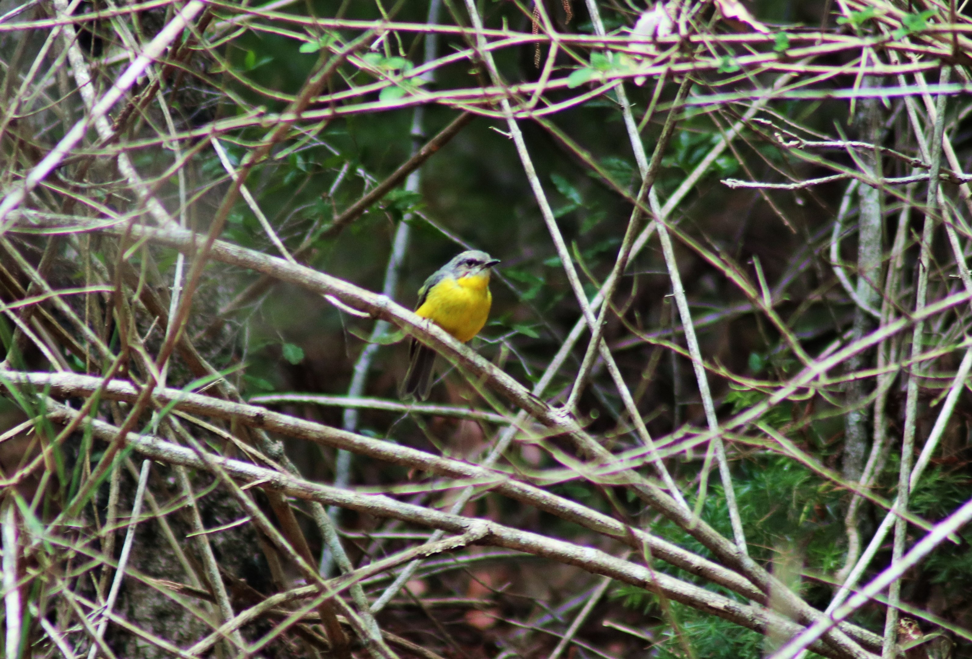 Eastern Yellow Robin (Eopsaltria australis)