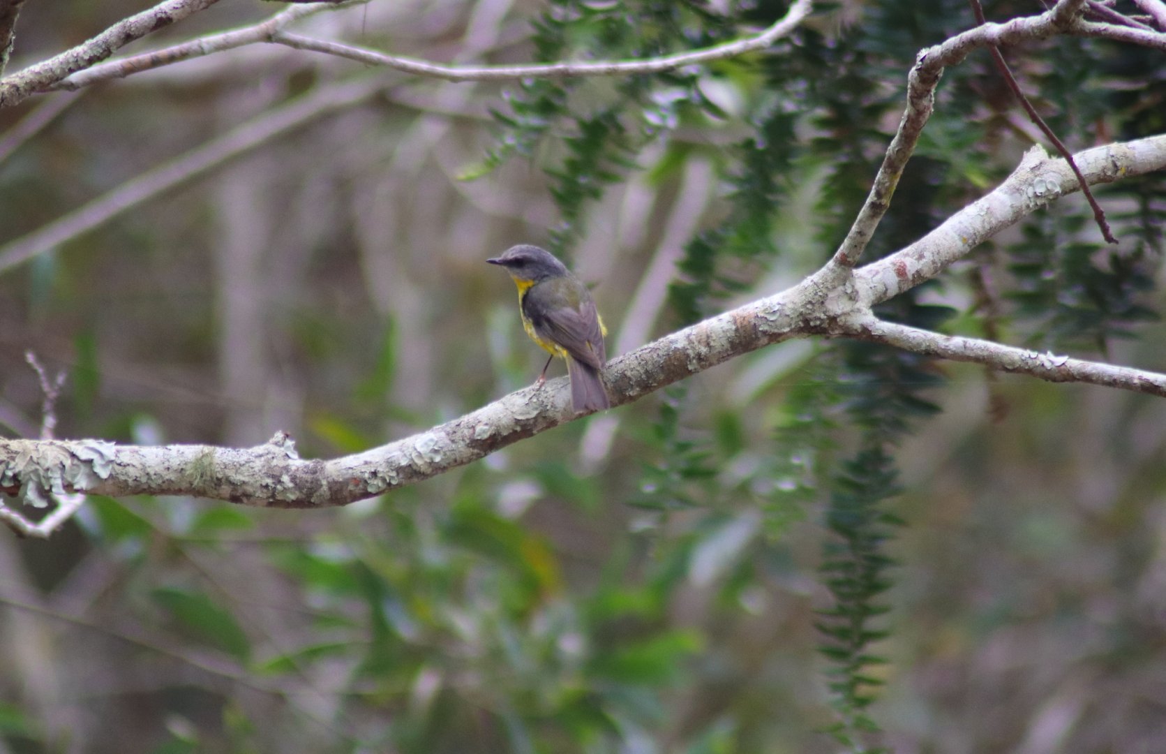 Eastern Yellow Robin (Eopsaltria australis)