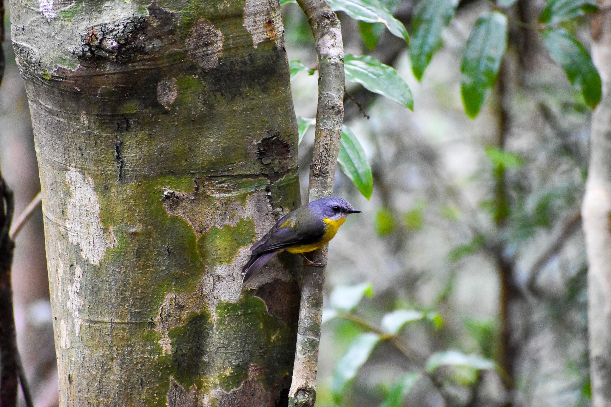 Eastern Yellow Robin (Eopsaltria australis)