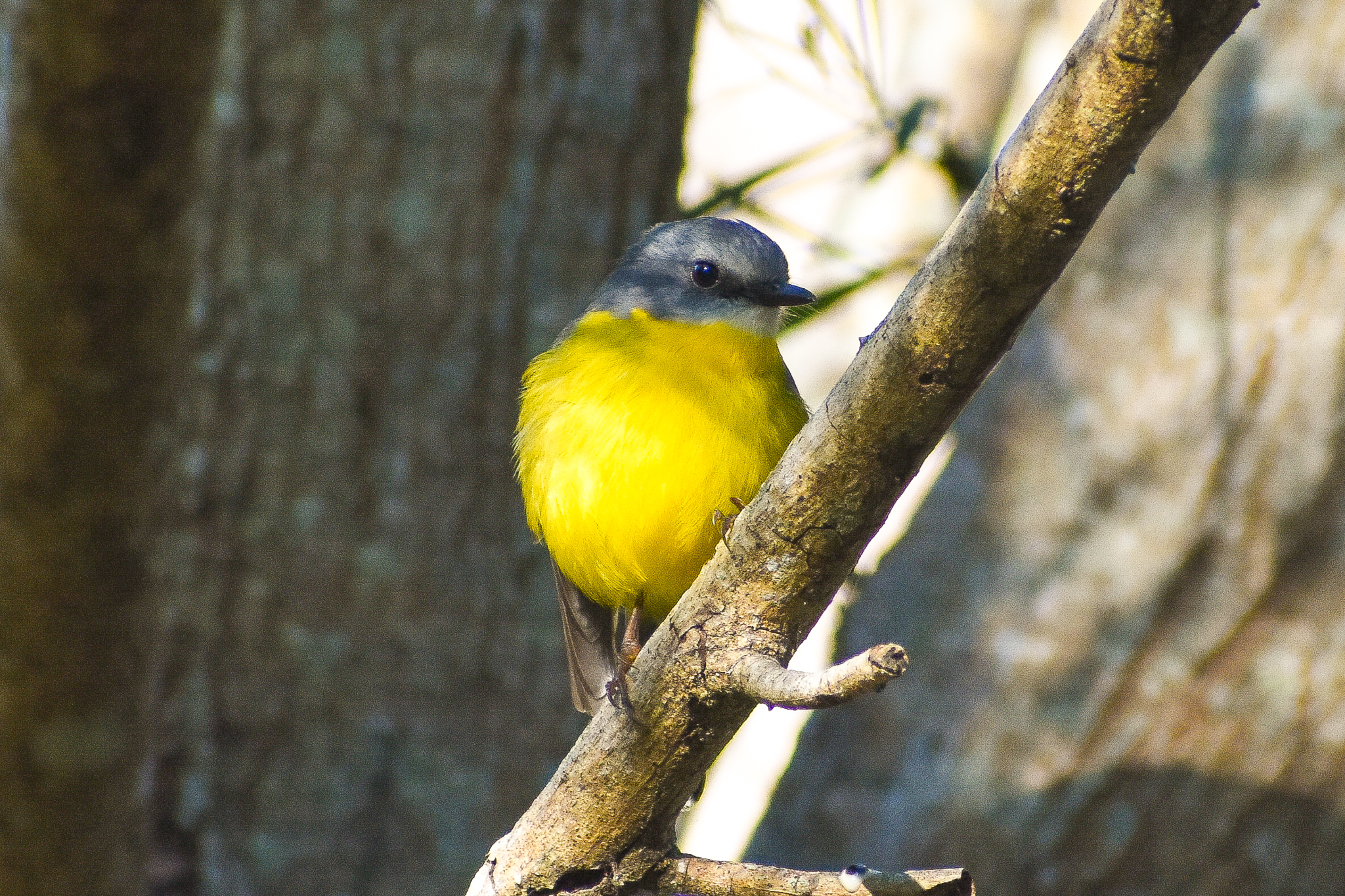 Eastern Yellow Robin (Eopsaltria australis)