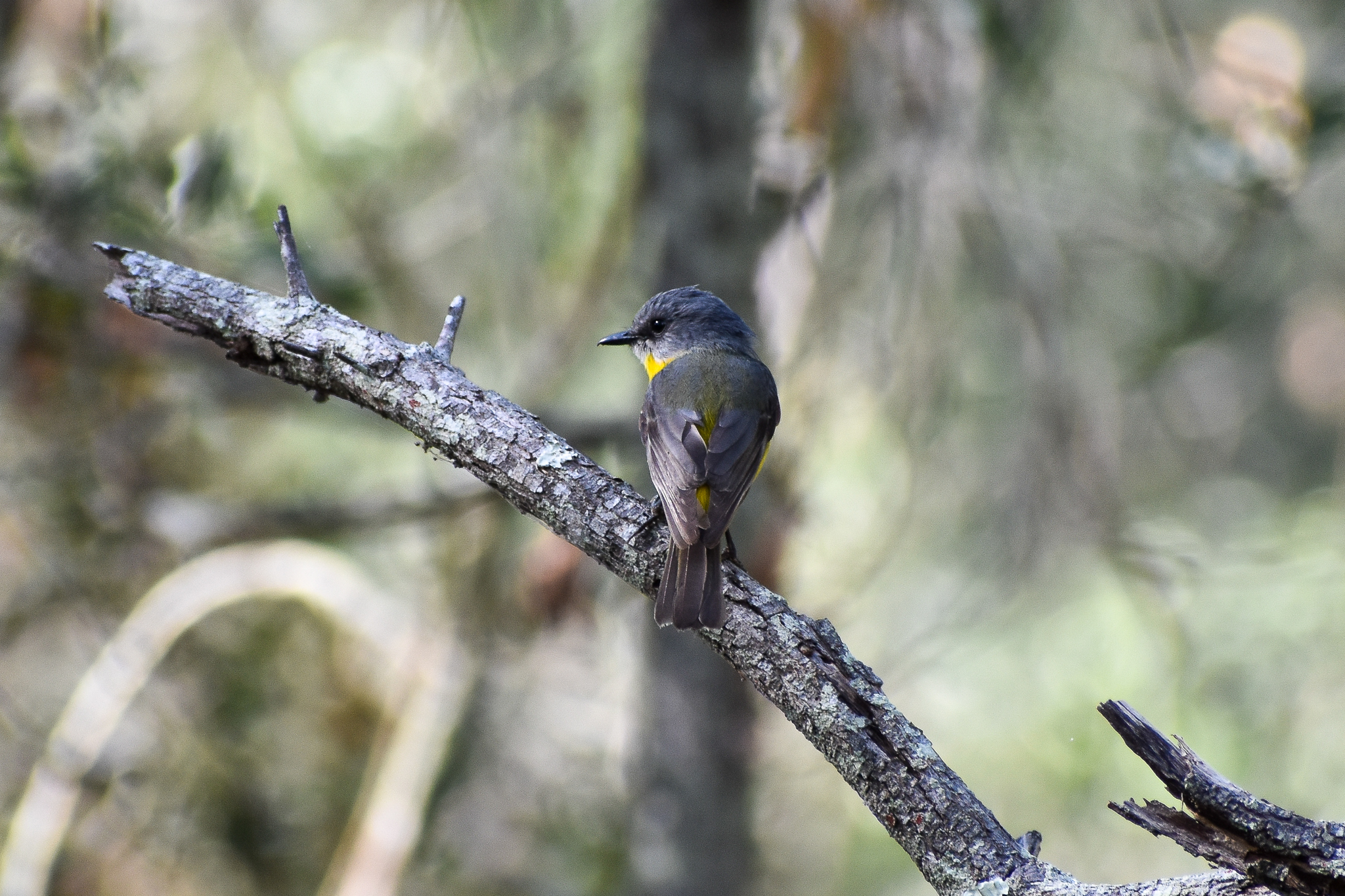 Eastern Yellow Robin (Eopsaltria australis)
