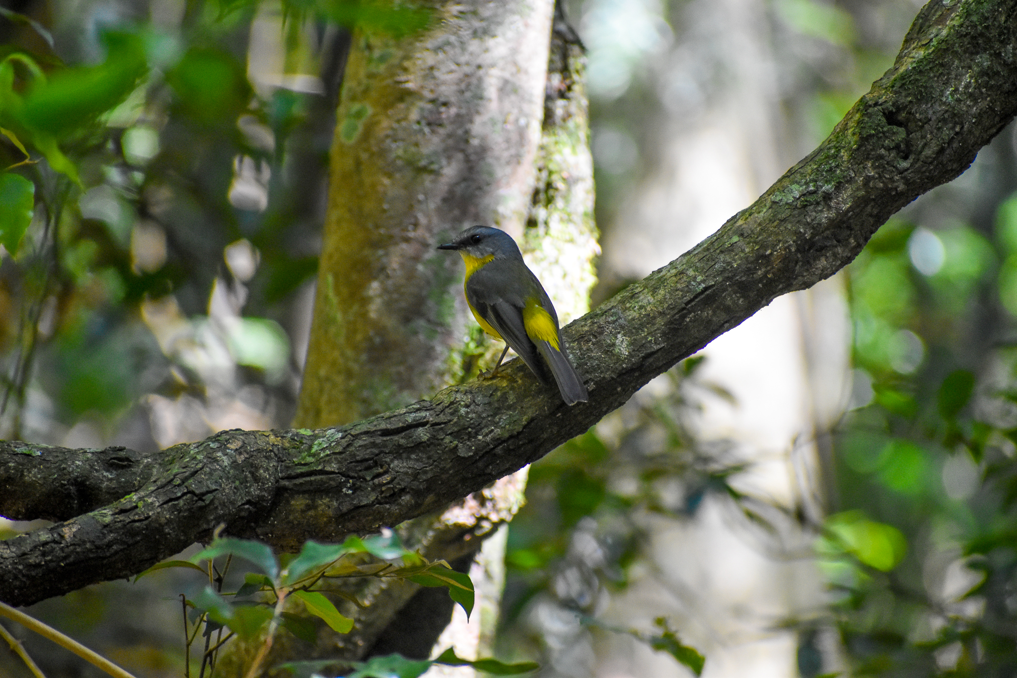 Eastern Yellow Robin (Eopsaltria australis)