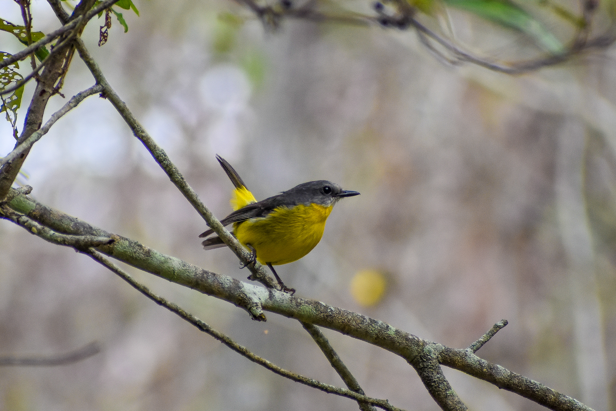 Eastern Yellow Robin (Eopsaltria australis)