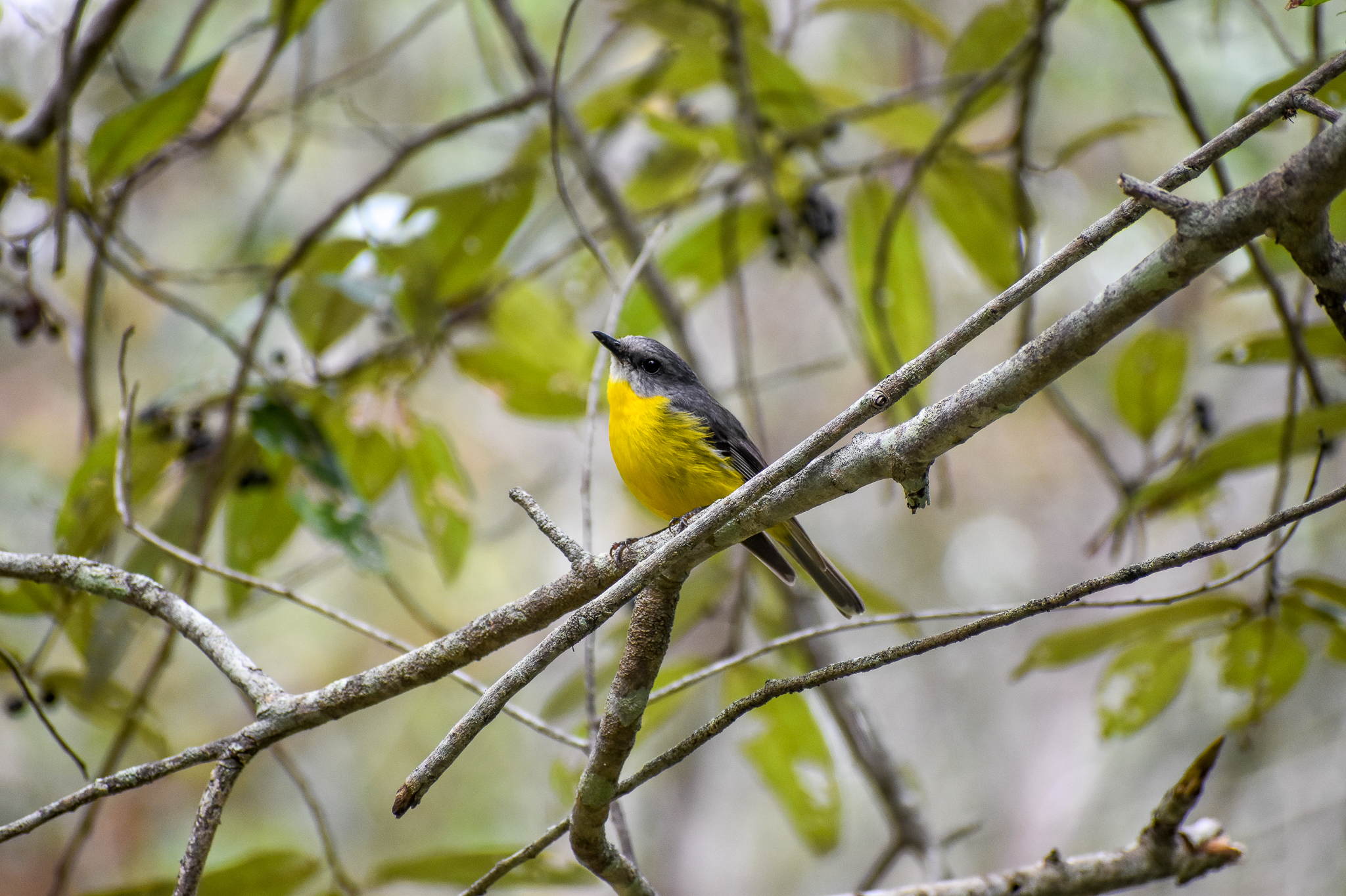 Eastern Yellow Robin (Eopsaltria australis)