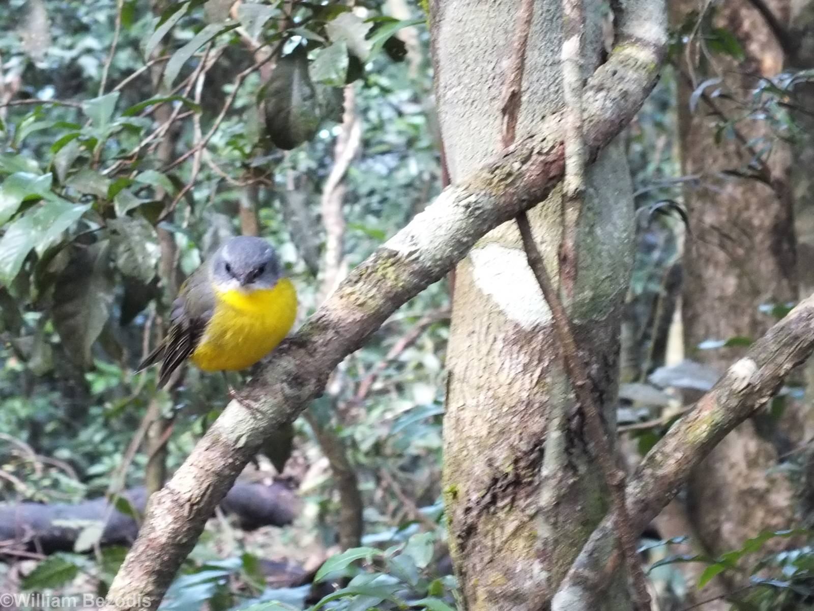 Eastern Yellow Robin - Lamington National Park